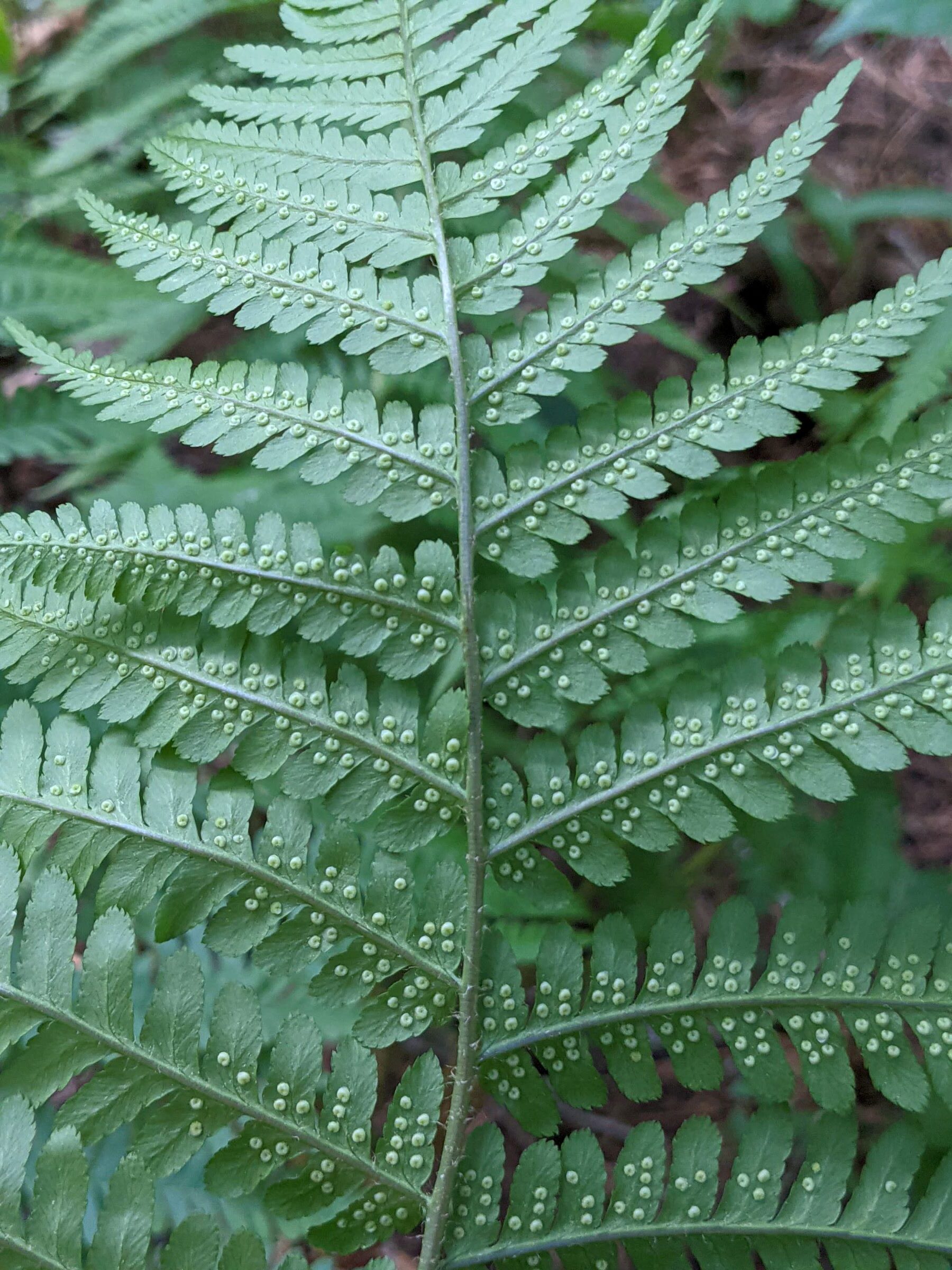 Dryopteris filix-mas | Ferns and Lycophytes of the World