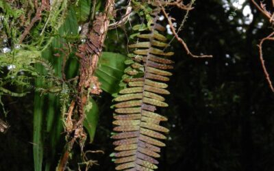 Mycopteris costaricensis