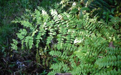 Osmunda regalis