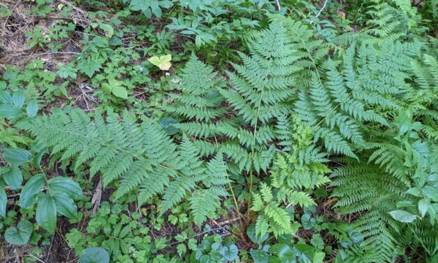 Spreading wood fern | Ferns and Lycophytes of the World