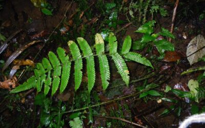 Steiropteris seemannii