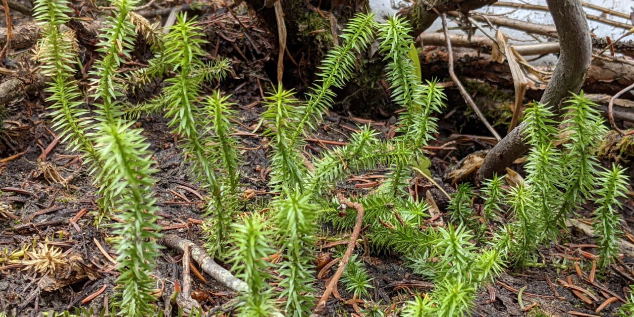 Spinulum annotinum | Ferns and Lycophytes of the World