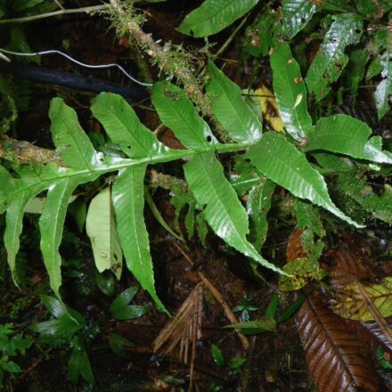 Stigmatopteris heterophlebia | Ferns and Lycophytes of the World