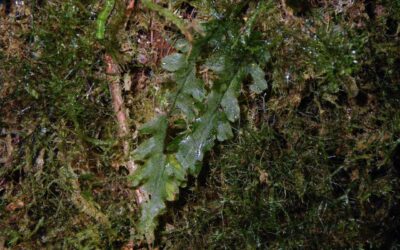 Trichomanes polypodioides