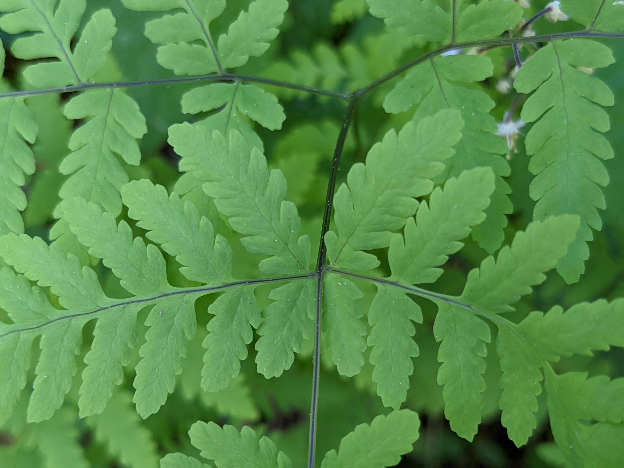 Gymnocarpium disjunctum | Ferns and Lycophytes of the World