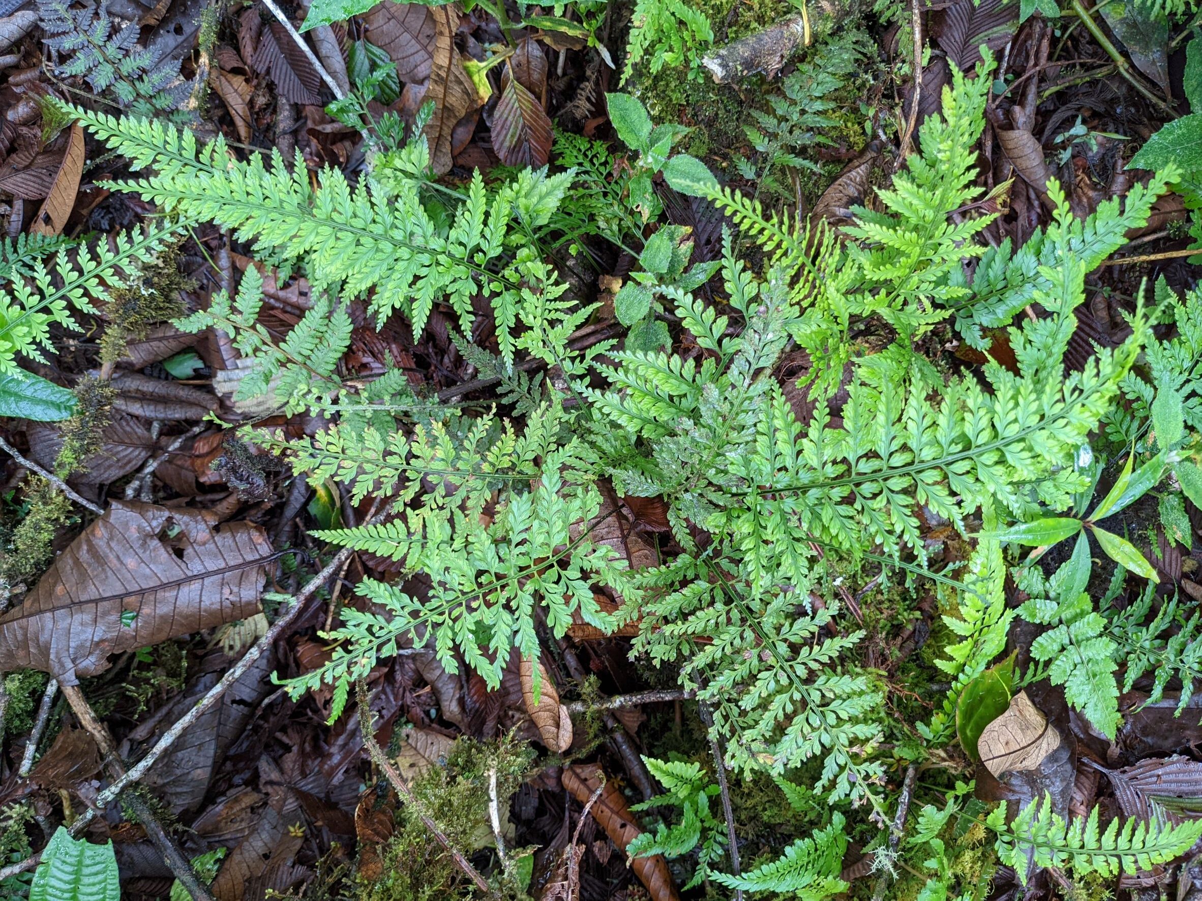 Asplenium cuspidatum | Ferns and Lycophytes of the World