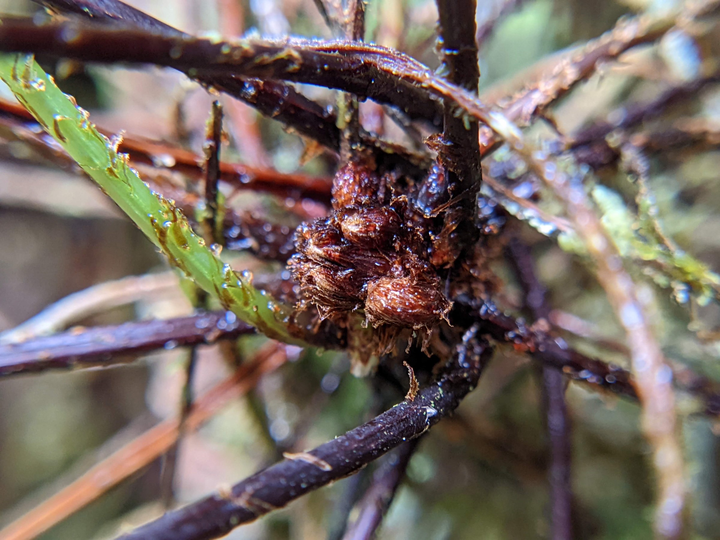 Nephrolepis pendula | Ferns and Lycophytes of the World