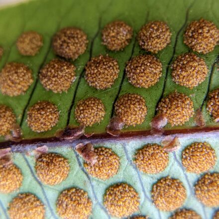 Serpocaulon levigatum | Ferns and Lycophytes of the World