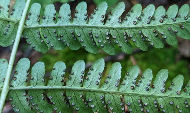 Ferns and Lycophytes of the World | A Digital Herbarium