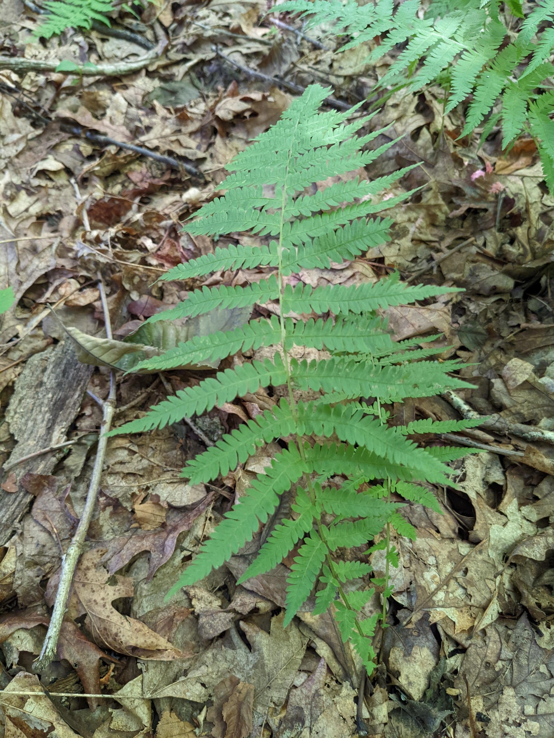 Amauropelta noveboracensis | Ferns and Lycophytes of the World