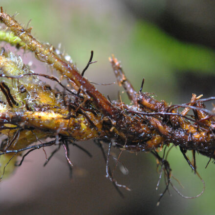 Acystopteris tenuisecta | Ferns and Lycophytes of the World