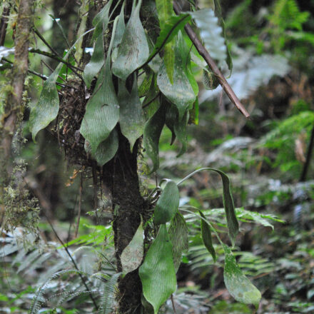 Antrophyum semicostatum | Ferns and Lycophytes of the World