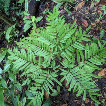 Adiantum pectinatum | Ferns and Lycophytes of the World