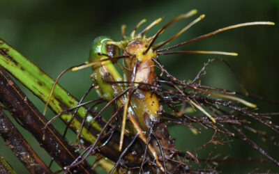 Dennstaedtia cornuta