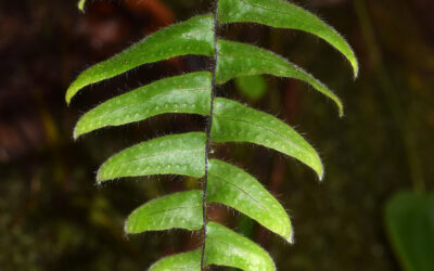Alansmia longa