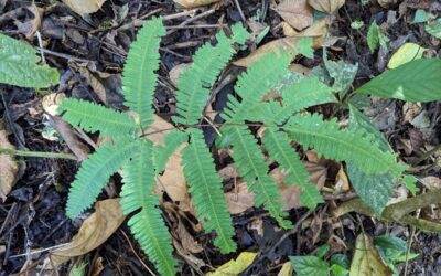 Pteris quadriaurita