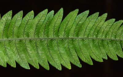 Austroblechnum bullatum