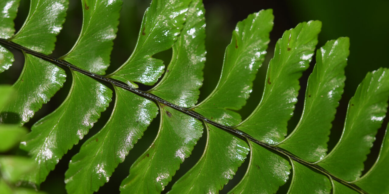 Hymenasplenium unilaterale