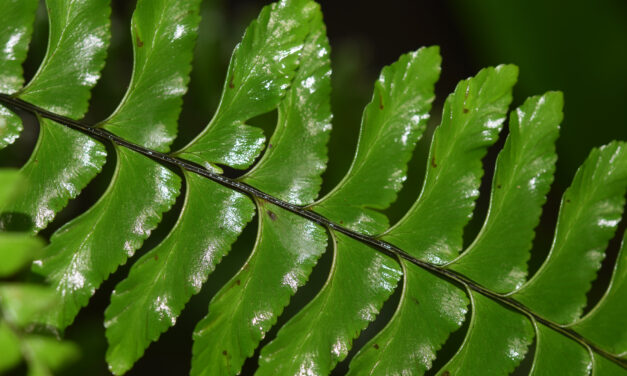 Hymenasplenium unilaterale