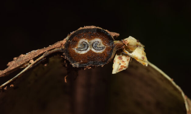 Asplenium curtisorum