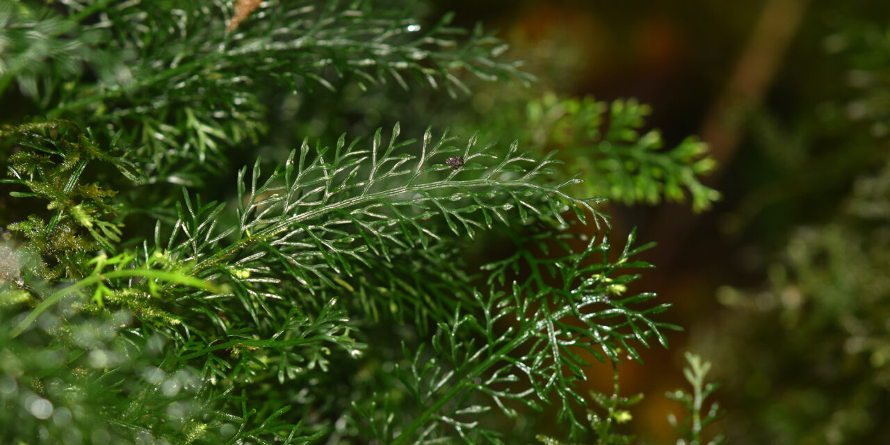 Asplenium dichotomum