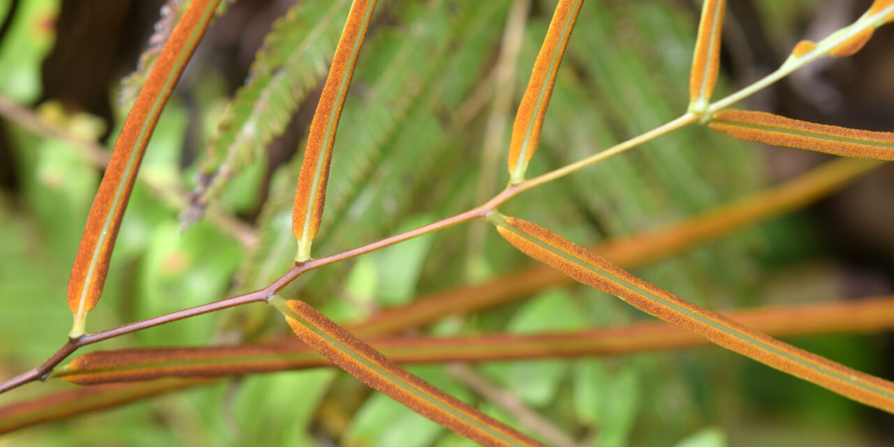 Drynaria speciosa