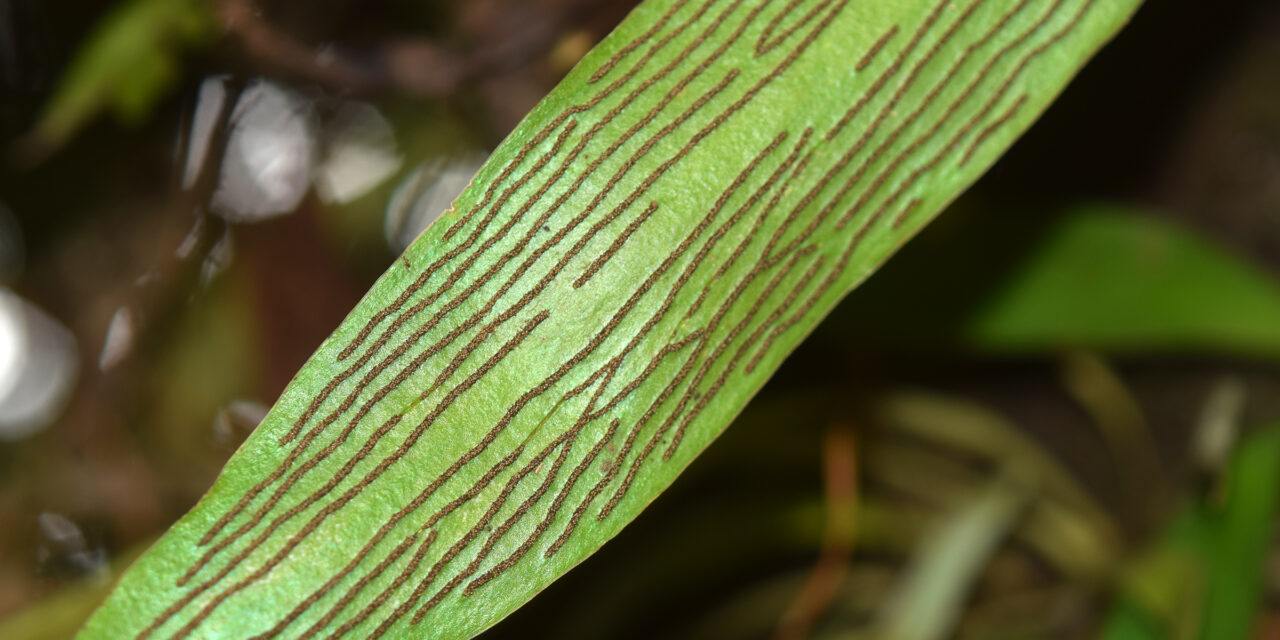 Antrophyum sessilifolium