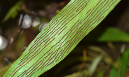 Antrophyum sessilifolium