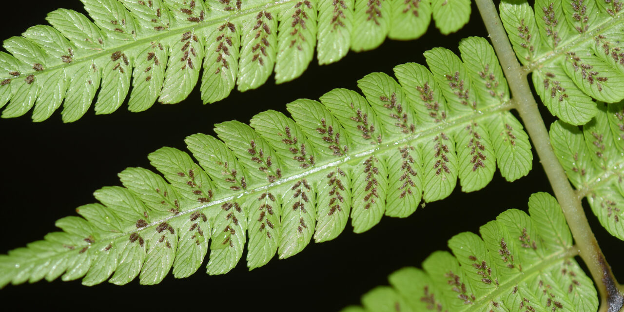 Diplazium polypodioides