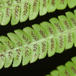 Diplazium polypodioides