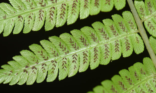 Diplazium polypodioides