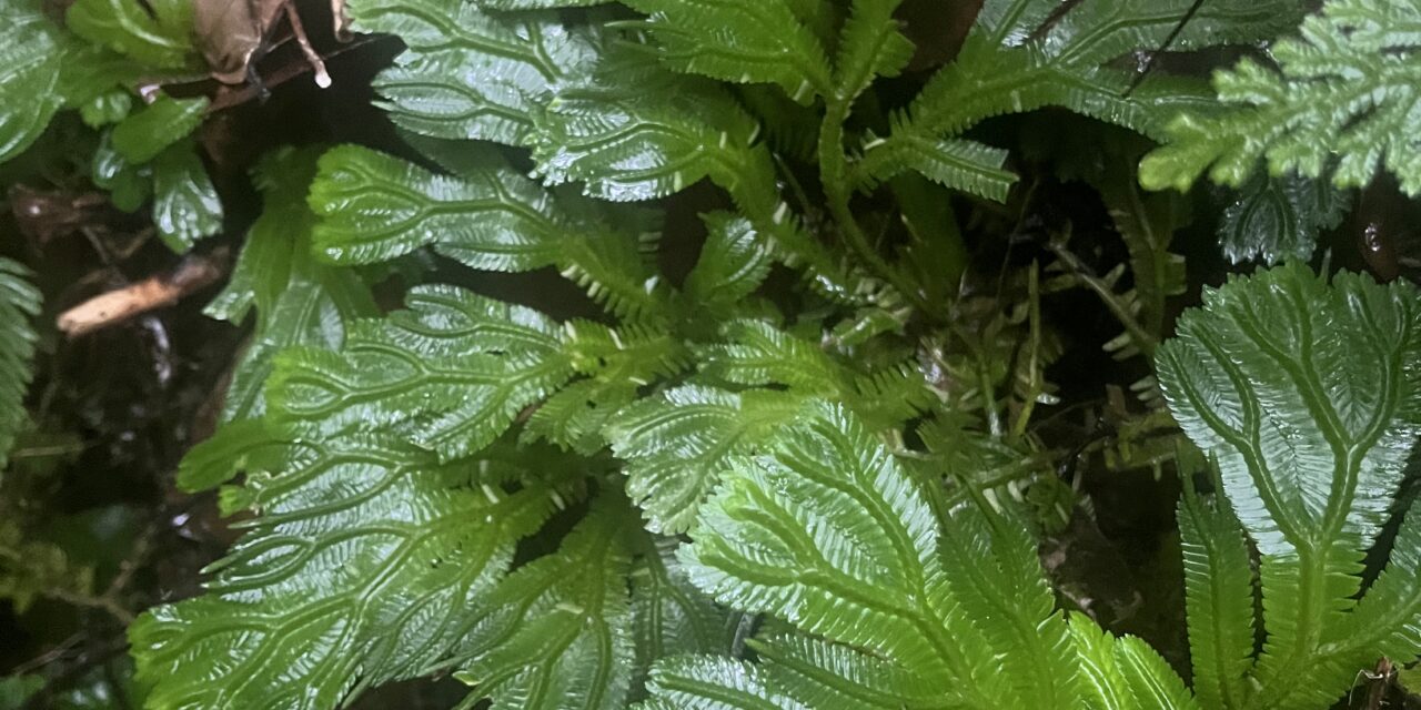 Selaginella brooksii