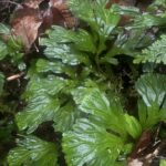 Selaginella brooksii