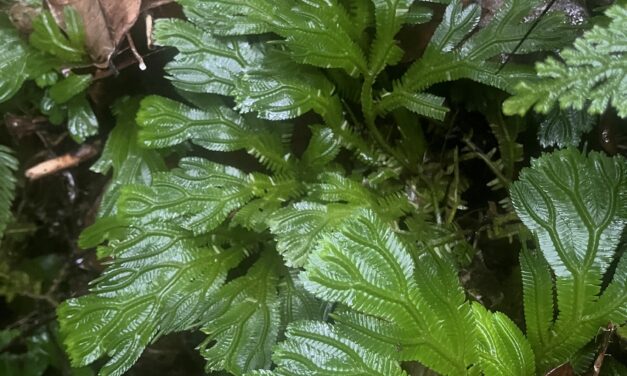 Selaginella brooksii