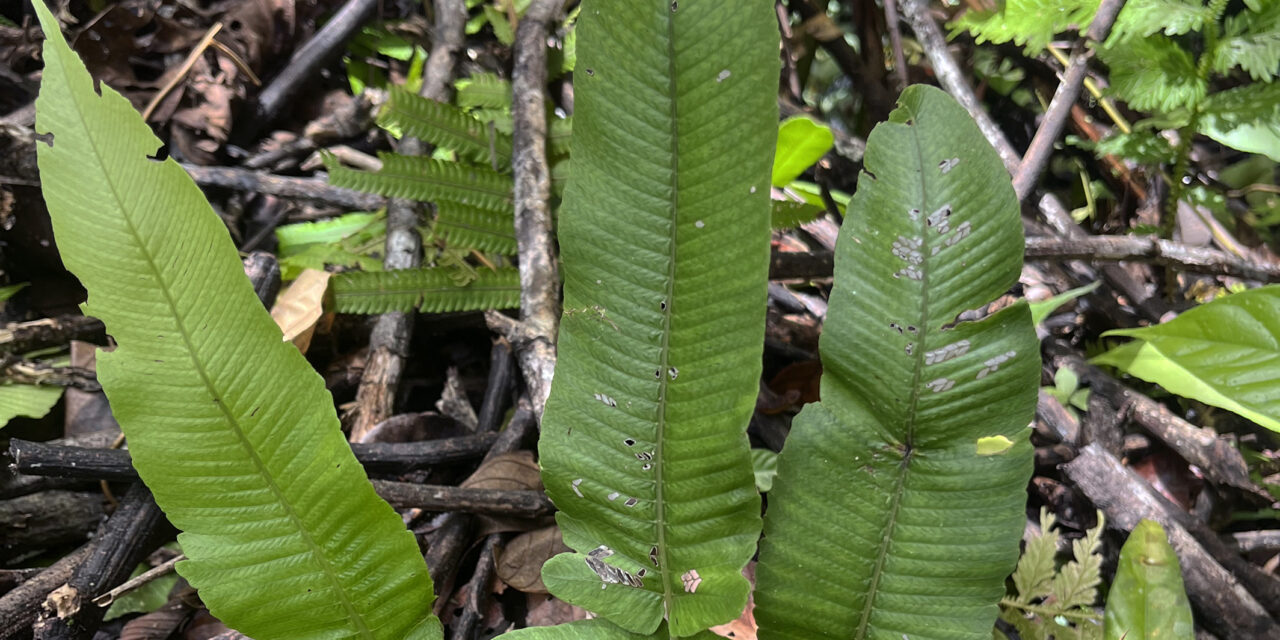 Pronephrium menisciicarpon