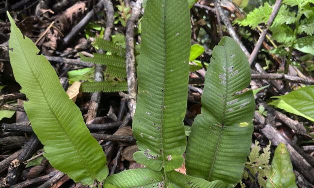 Pronephrium menisciicarpon