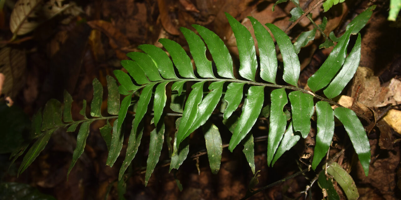 Hymenasplenium excisum