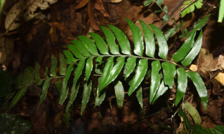 Hymenasplenium excisum