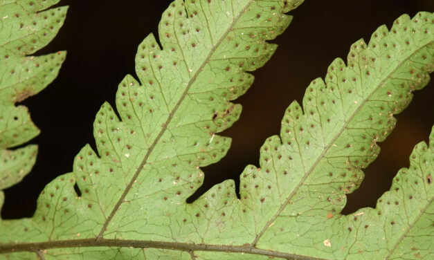 Tectaria griffithii