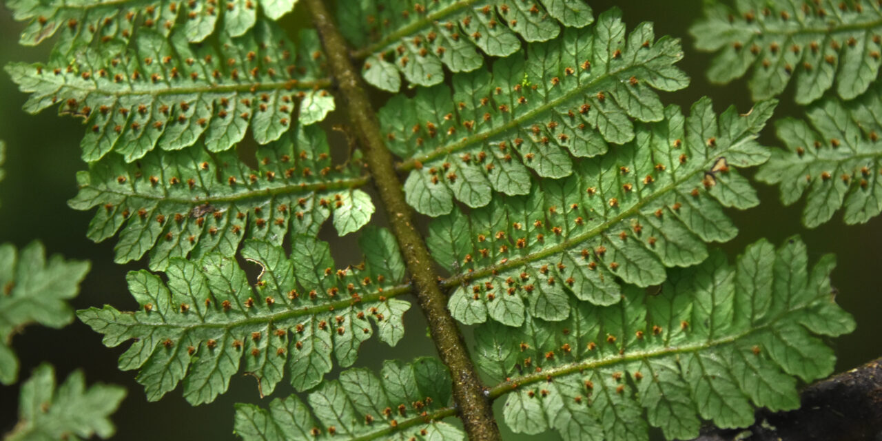 Cyathea uregoana