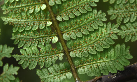 Cyathea uregoana