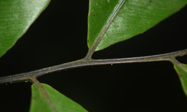 Diplazium fraxinifolium