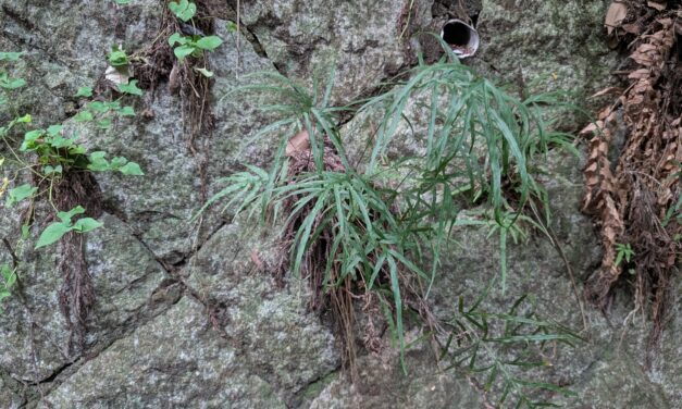 Pteris cretica