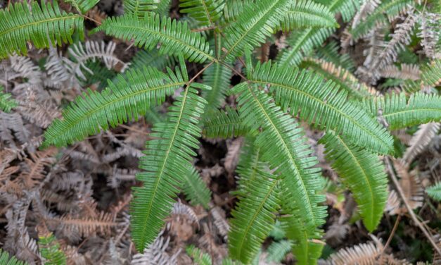 Dicranopteris linearis