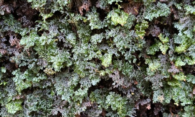 Hymenophyllum barbatum