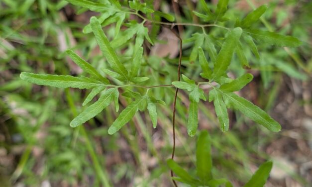 Lygodium japonicum