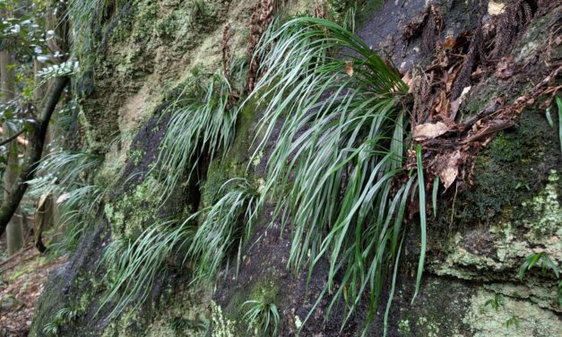 Haplopteris flexuosa