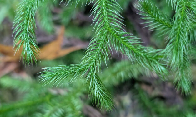 Lycopodium japonicum