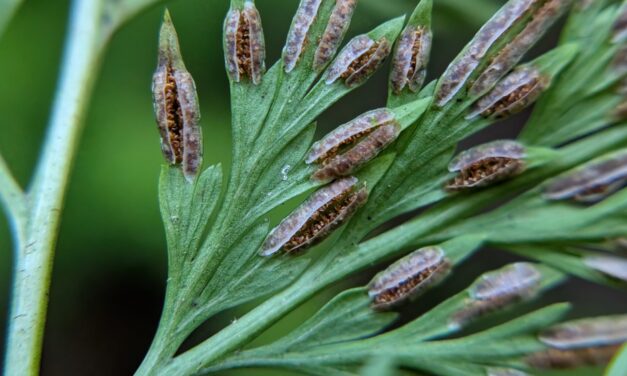 Onychium japonicum