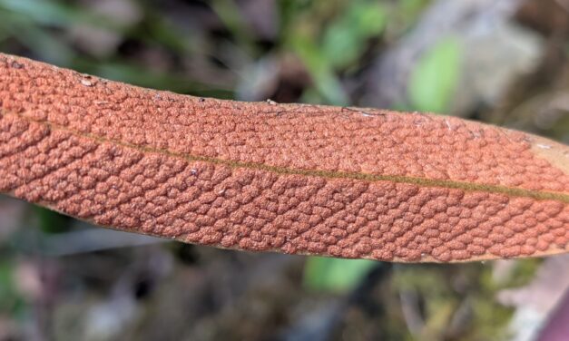 Pyrrosia lingua
